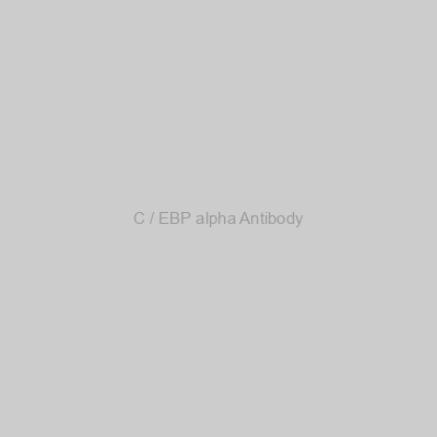 Abbexa - C / EBP alpha Antibody